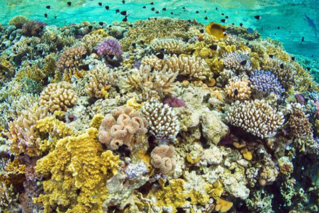 HURGHADA SCHNORCHELN AUSFLUG NACH EDEN ISLAND MIT MITTAGESSEN
