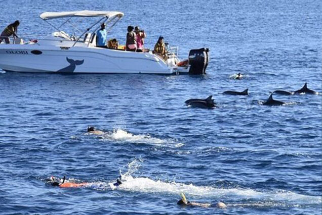 DELFIN TOUR HURGHADA MIT PRIVATEM SPEEDBOOT & SCHNORCHELN AUSFLUG