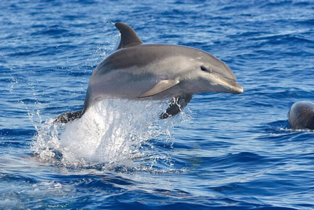 DELFIN-SCHWIMMEN IN HURGHADA